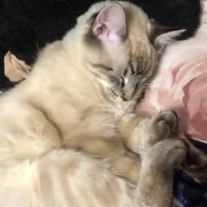 Meet your Posher, Kyra